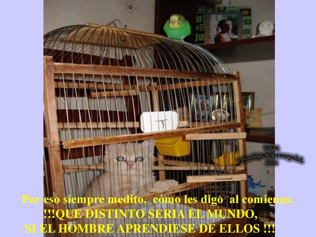 Por eso siempre medito, cómo les digo al comienzo.