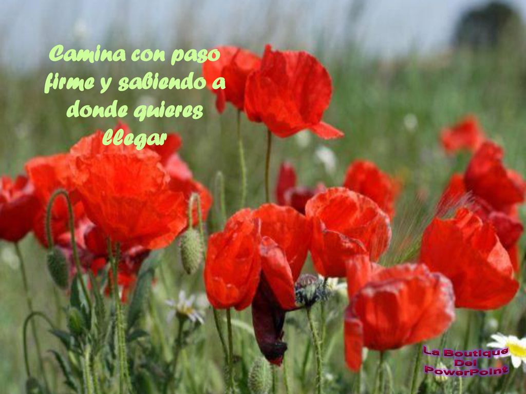 Camina con paso firme y sabiendo a donde quieres llegar