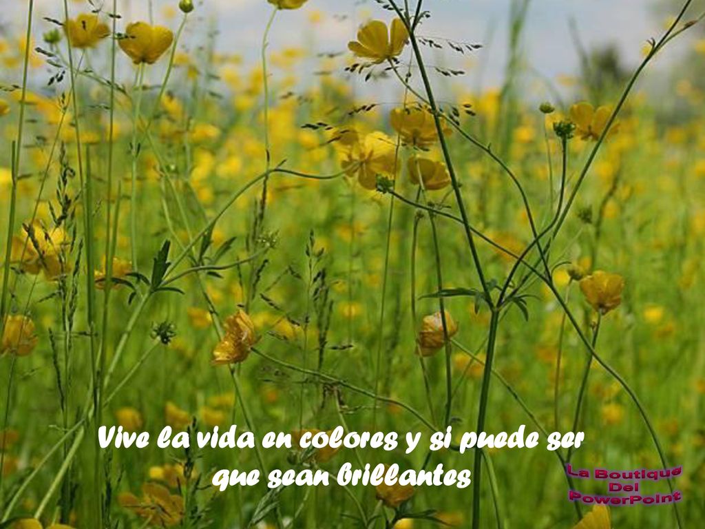 Vive la vida en colores y si puede ser que sean brillantes