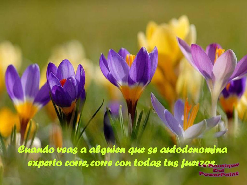 Cuando veas a alguien que se autodenomina experto corre, corre con todas tus fuerzas.