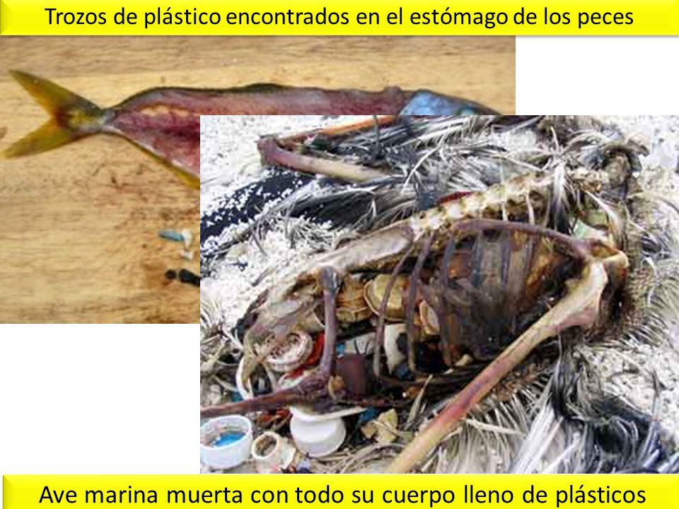 Ave marina muerta con todo su cuerpo lleno de plásticos