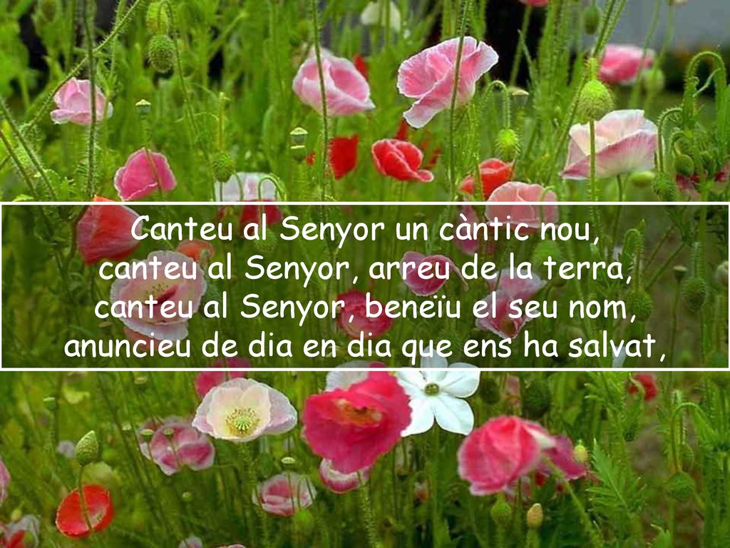 Canteu al Senyor un càntic nou, canteu al Senyor, arreu de la terra,