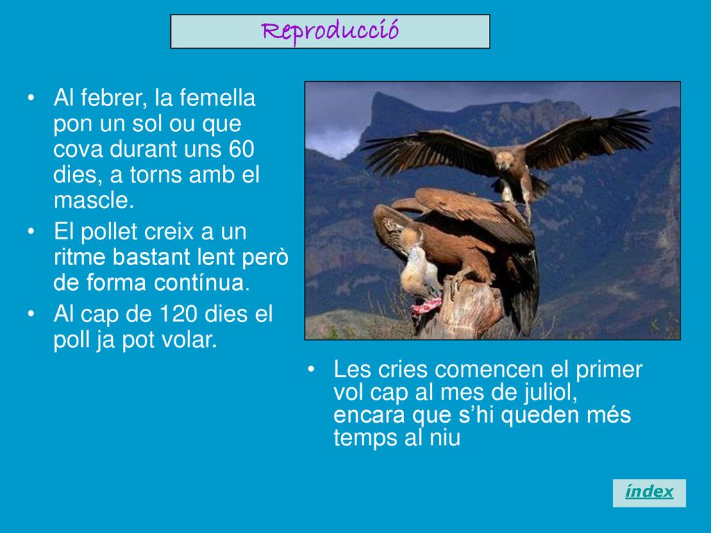 Reproducció Al febrer, la femella pon un sol ou que cova durant uns 60 dies, a torns amb el mascle.
