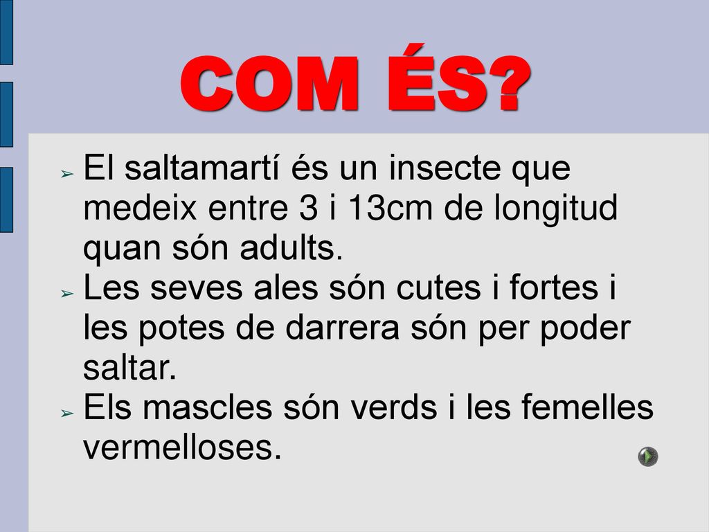 COM ÉS El saltamartí és un insecte que medeix entre 3 i 13cm de longitud quan són adults.