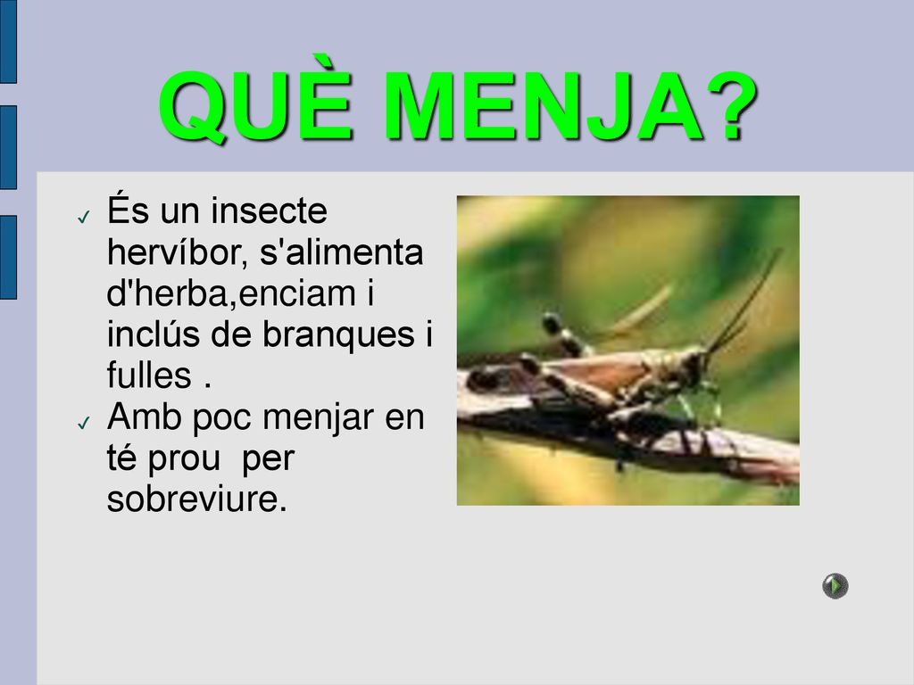 QUÈ MENJA. És un insecte hervíbor, s alimenta d herba,enciam i inclús de branques i fulles .