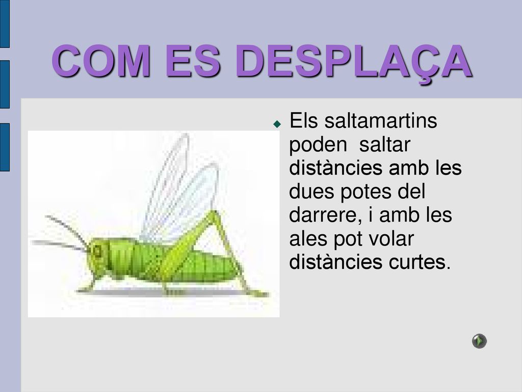 COM ES DESPLAÇA Els saltamartins poden saltar distàncies amb les dues potes del darrere, i amb les ales pot volar distàncies curtes.