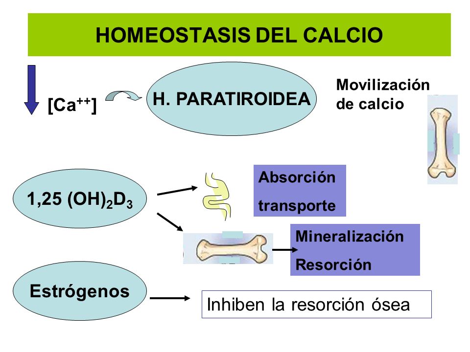 HOMEOSTASIS DEL CALCIO