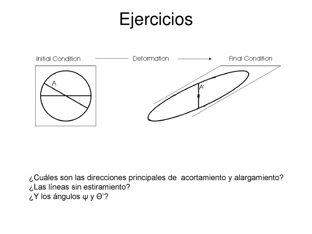 Ejercicios ¿Cuáles son las direcciones principales de acortamiento y alargamiento ¿Las líneas sin estiramiento