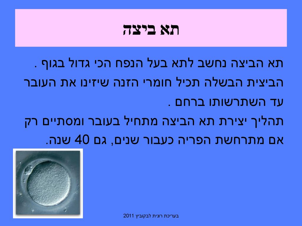 תא ביצה תא הביצה נחשב לתא בעל הנפח הכי גדול בגוף .