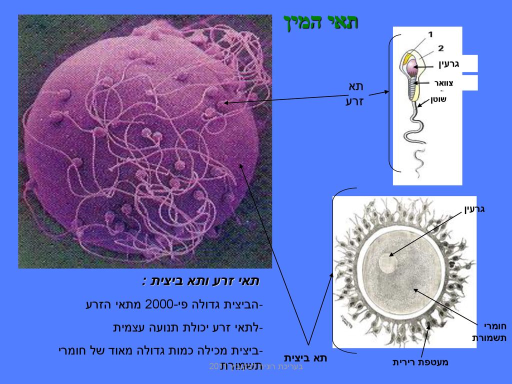 תאי המין תא זרע תאי זרע ותא ביצית : הביצית גדולה פי-2000 מתאי הזרע