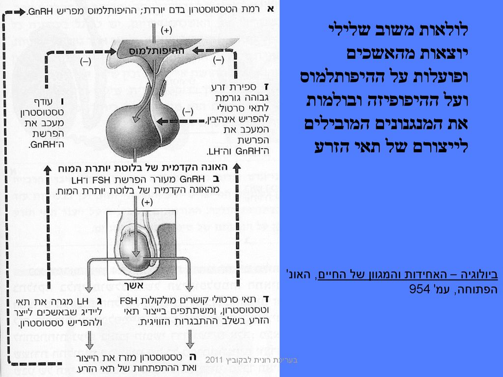 לולאות משוב שלילי יוצאות מהאשכים ופועלות על ההיפותלמוס ועל ההיפופיזה ובולמות את המנגנונים המובילים לייצורם של תאי הזרע