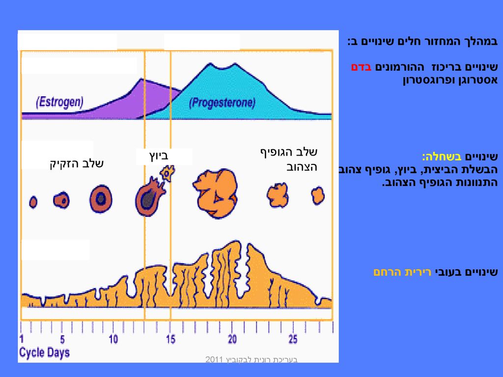 שלב הגופיף הצהוב ביוץ שלב הזקיק במהלך המחזור חלים שינויים ב: