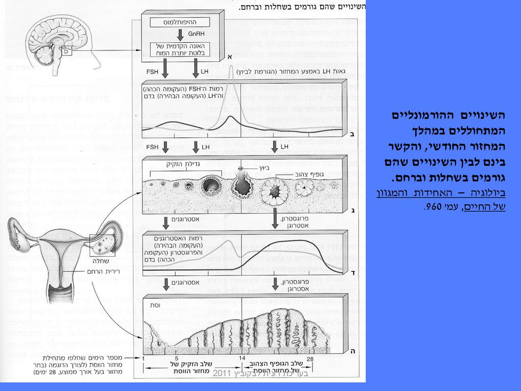 השינויים ההורמונליים המתחוללים במהלך המחזור החודשי, והקשר בינם לבין השינויים שהם גורמים בשחלות וברחם.