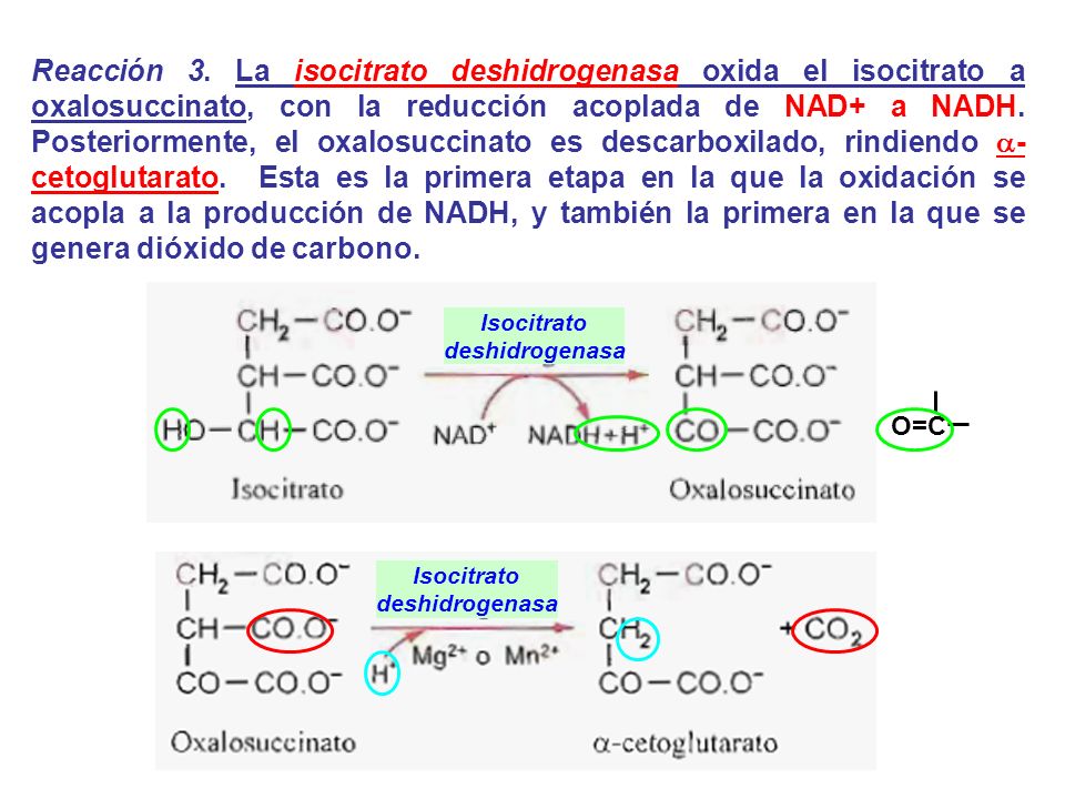Reacción 3. La isocitrato deshidrogenasa oxida el isocitrato a oxalosuccinato, con la reducción acoplada de NAD+ a NADH. Posteriormente, el oxalosuccinato es descarboxilado, rindiendo a-cetoglutarato. Esta es la primera etapa en la que la oxidación se acopla a la producción de NADH, y también la primera en la que se genera dióxido de carbono.