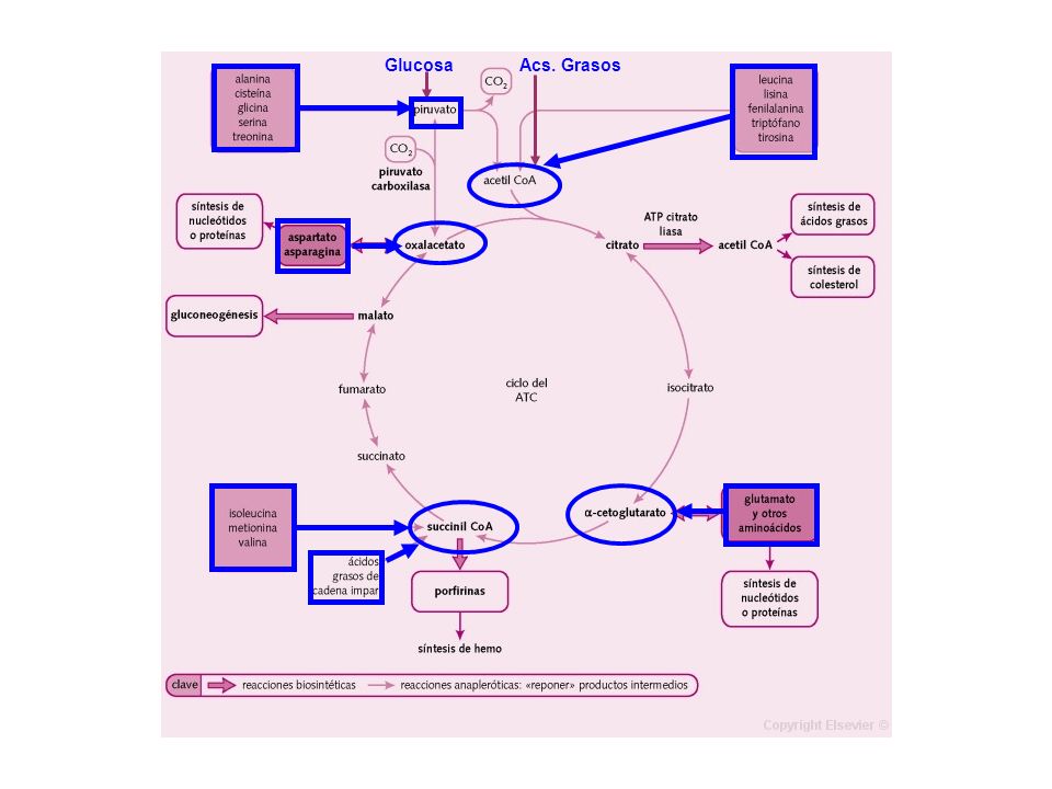 Glucosa Acs. Grasos. Es la vía de oxidación de la mayor parte de carbohidratos, ácidos grasos y aminoácidos.
