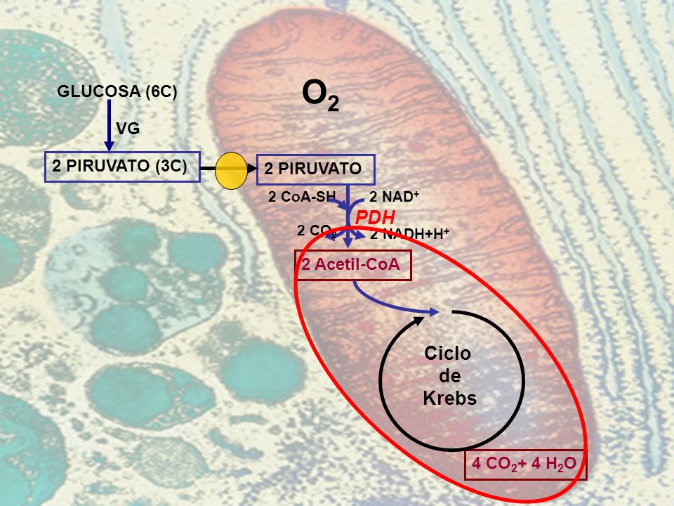 O2 PDH Ciclo de Krebs GLUCOSA (6C) VG 2 PIRUVATO (3C) 2 PIRUVATO