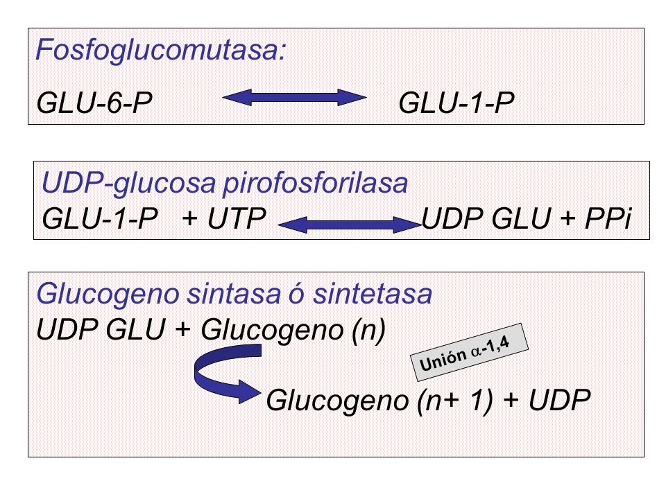 UDP-glucosa pirofosforilasa GLU-1-P + UTP UDP GLU + PPi