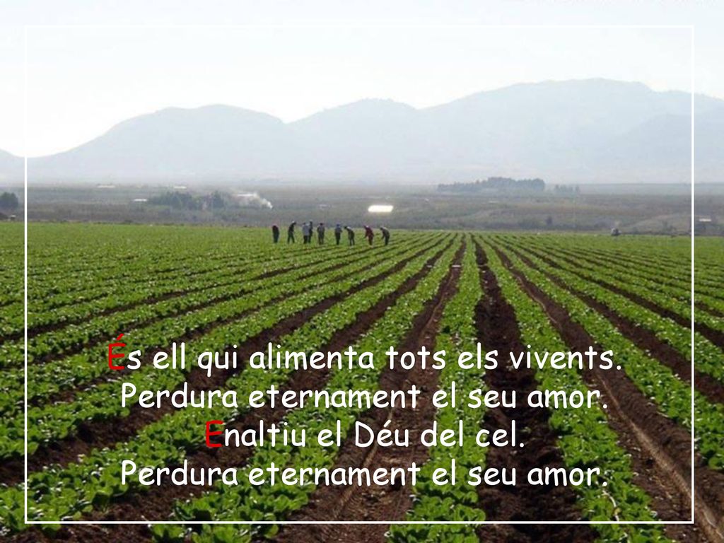 És ell qui alimenta tots els vivents. Perdura eternament el seu amor.