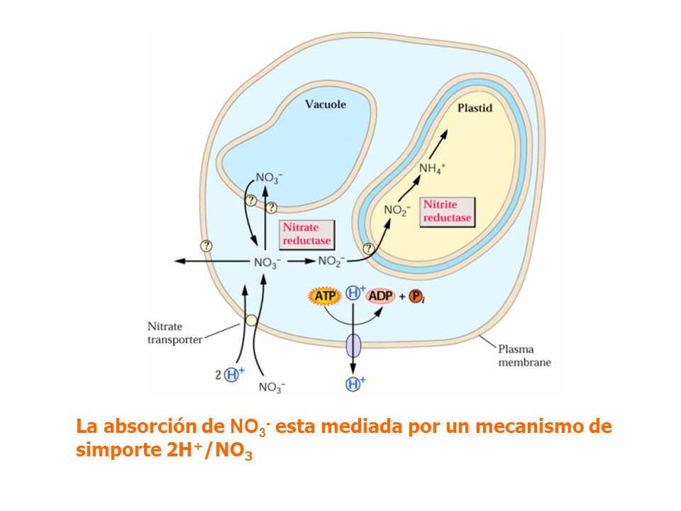La absorción de NO3- esta mediada por un mecanismo de simporte 2H+/NO3