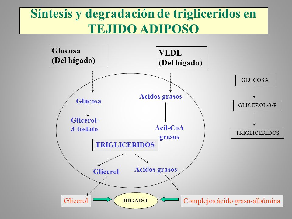 Síntesis y degradación de trigliceridos en TEJIDO ADIPOSO