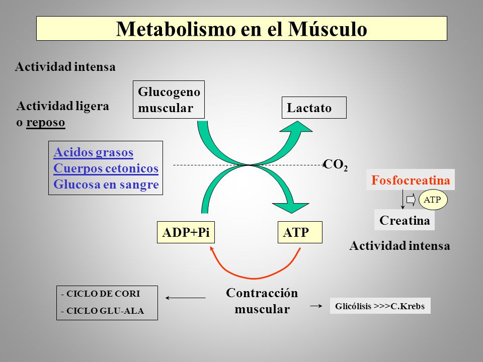 Metabolismo en el Músculo