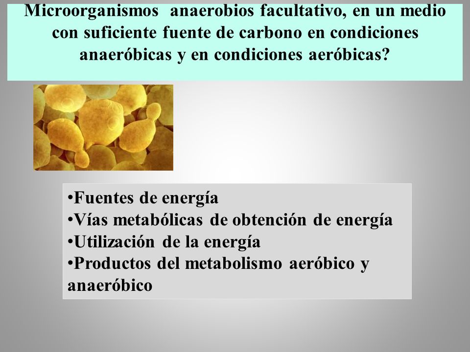 Microorganismos anaerobios facultativo, en un medio con suficiente fuente de carbono en condiciones anaeróbicas y en condiciones aeróbicas