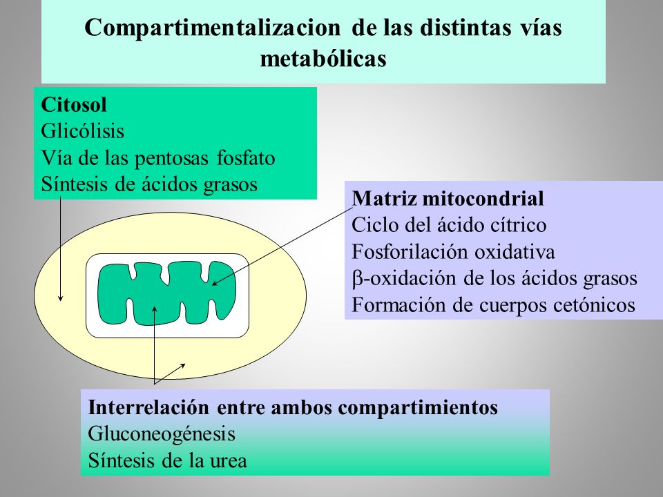 Compartimentalizacion de las distintas vías metabólicas