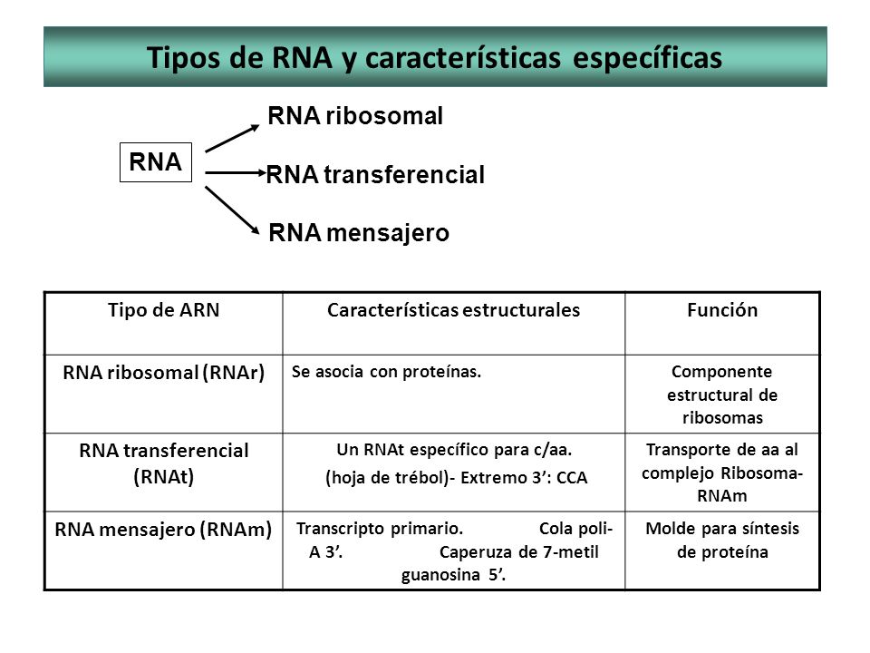 Tipos de RNA y características específicas