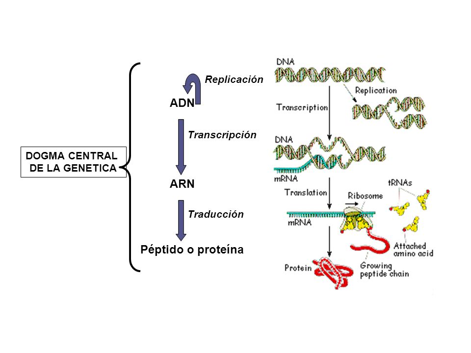 ADN ARN Péptido o proteína Replicación Transcripción DOGMA CENTRAL