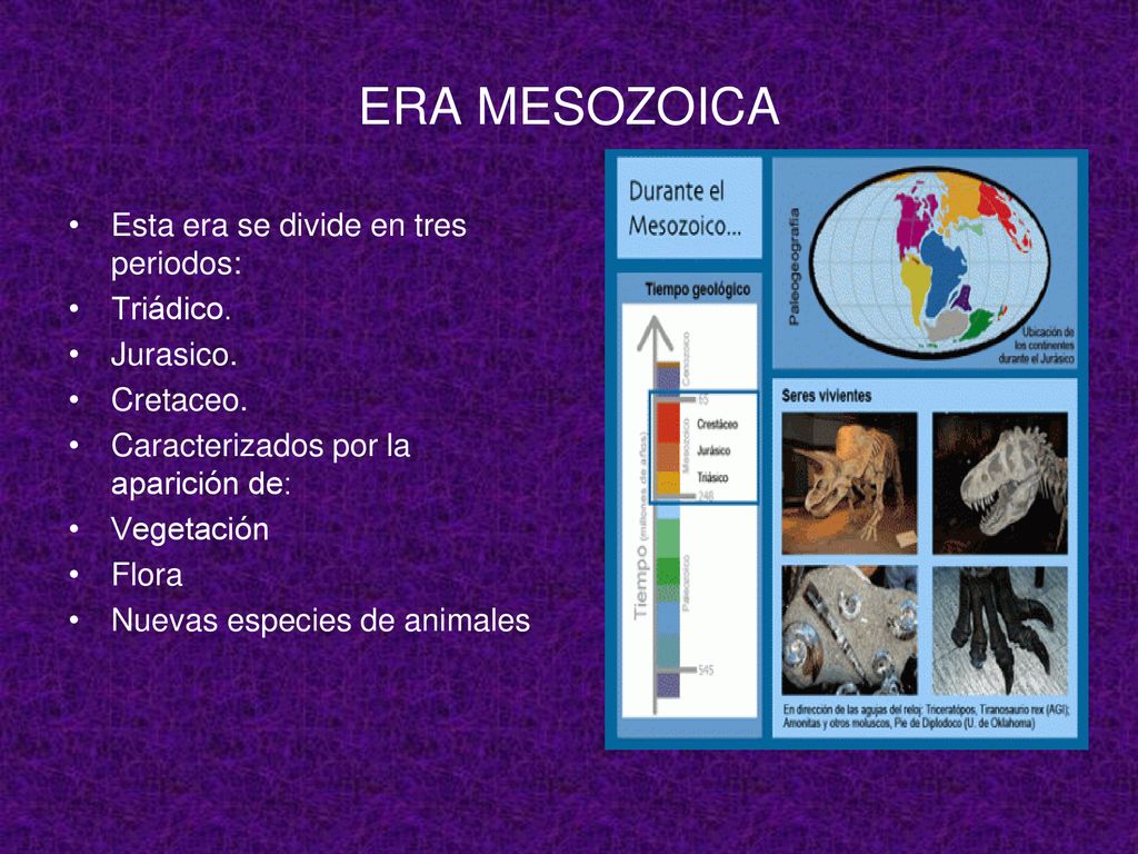 ERA MESOZOICA Esta era se divide en tres periodos: Triádico. Jurasico.