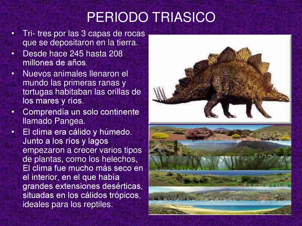 PERIODO TRIASICO Tri- tres por las 3 capas de rocas que se depositaron en la tierra. Desde hace 245 hasta 208 millones de años.