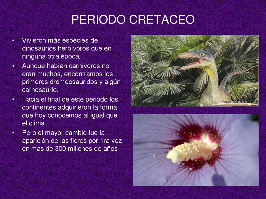 PERIODO CRETACEO Vivieron más especies de dinosaurios herbívoros que en ninguna otra época.