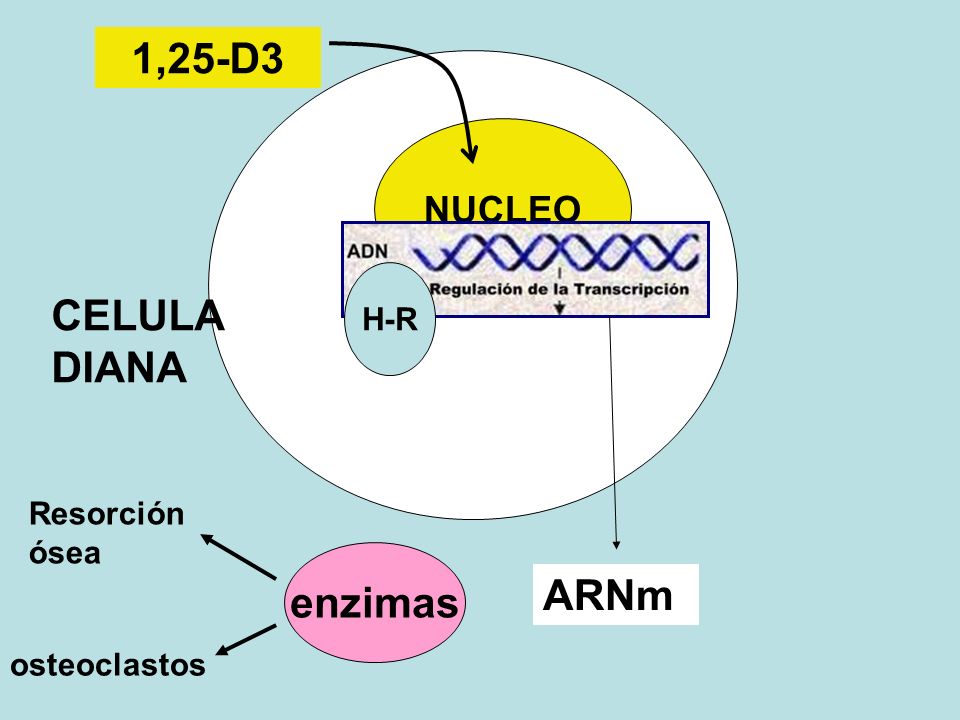 1,25-D3 CELULA DIANA enzimas ARNm NUCLEO H-R Resorción ósea
