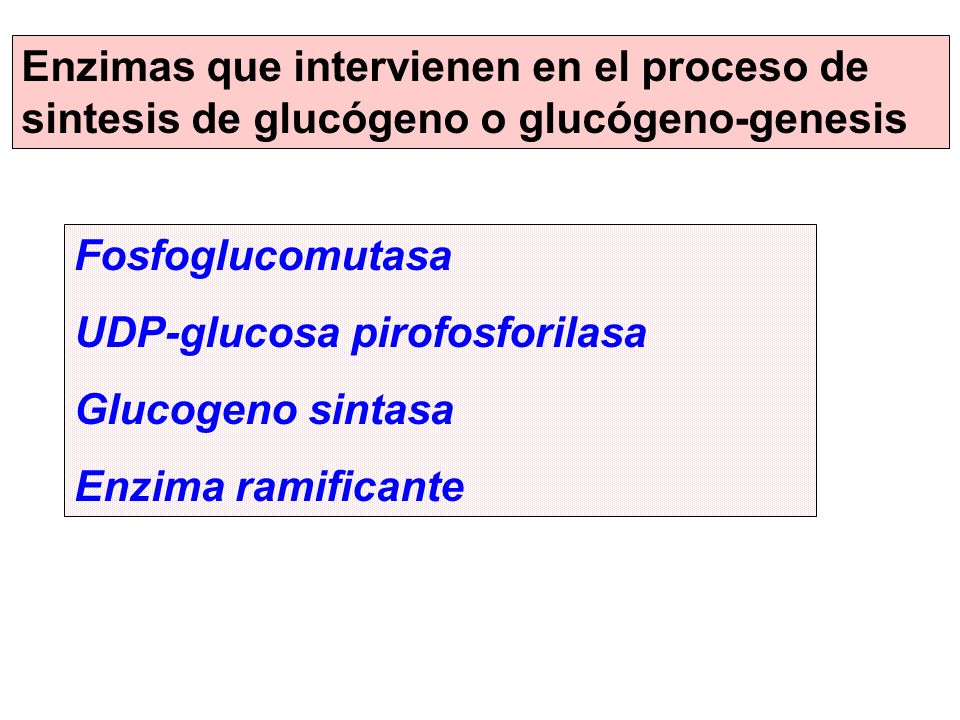 Enzimas que intervienen en el proceso de sintesis de glucógeno o glucógeno-genesis