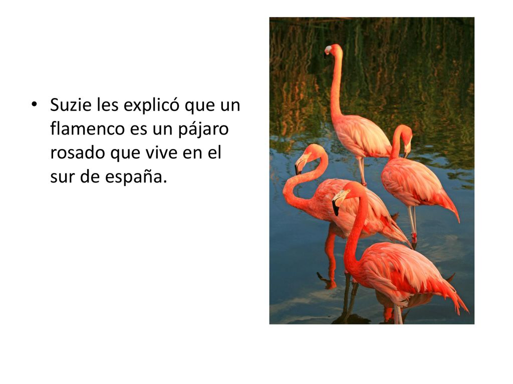 Suzie les explicó que un flamenco es un pájaro rosado que vive en el sur de españa.
