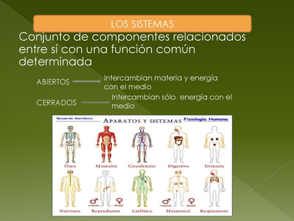 LOS SISTEMAS Conjunto de componentes relacionados entre sí con una función común determinada. Intercambian materia y energía con el medio.