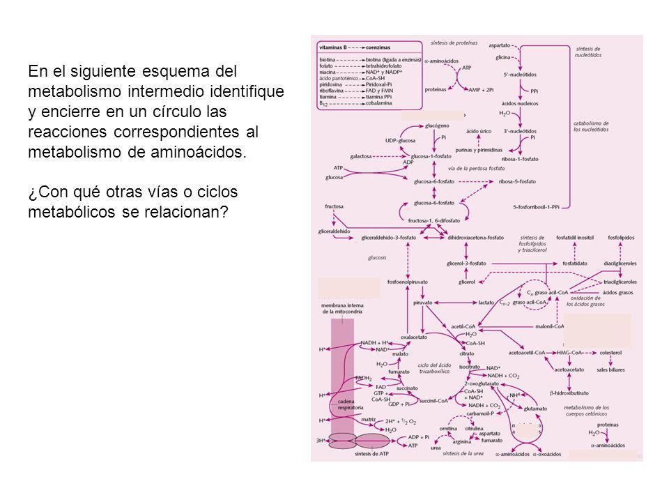 En el siguiente esquema del metabolismo intermedio identifique y encierre en un círculo las reacciones correspondientes al metabolismo de aminoácidos.
