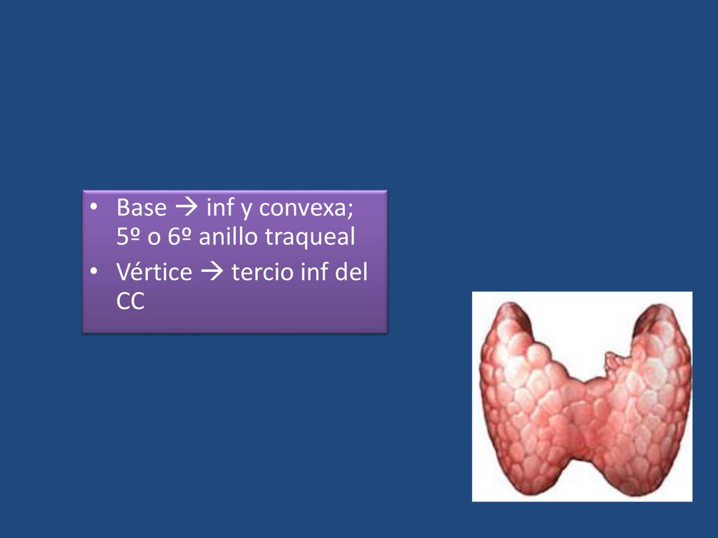 Base  inf y convexa; 5º o 6º anillo traqueal