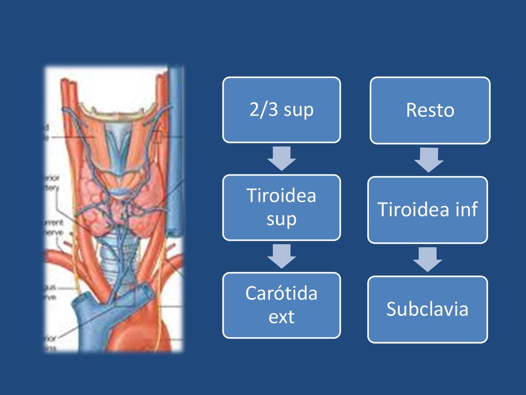 2/3 sup Tiroidea sup Carótida ext Resto Tiroidea inf Subclavia