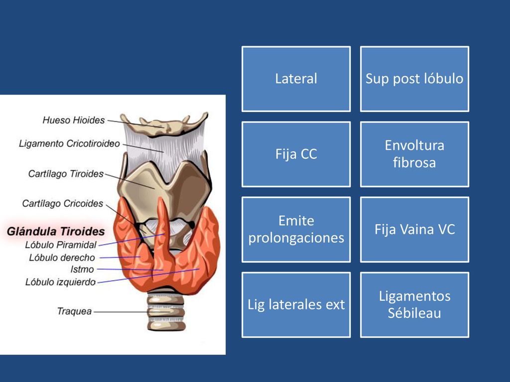 Lateral Sup post lóbulo. Fija CC. Envoltura fibrosa. Emite prolongaciones. Fija Vaina VC. Lig laterales ext.
