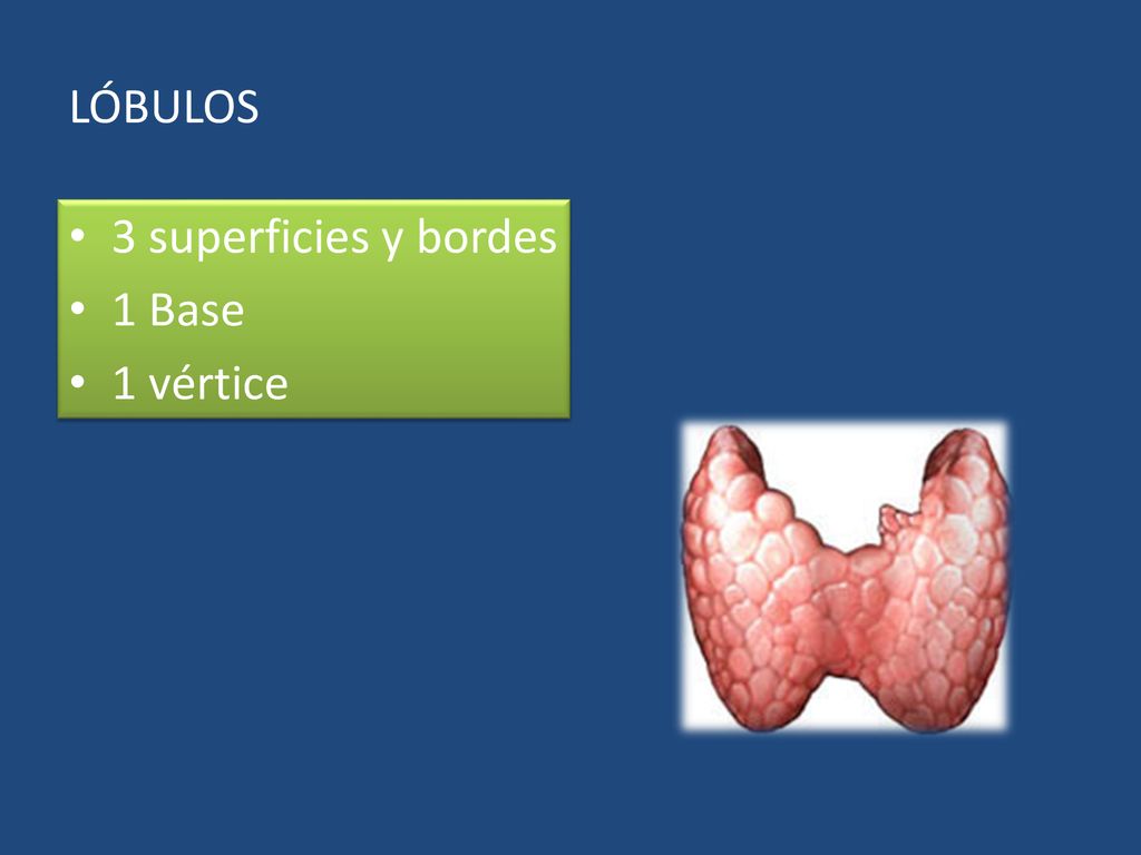 LÓBULOS 3 superficies y bordes 1 Base 1 vértice