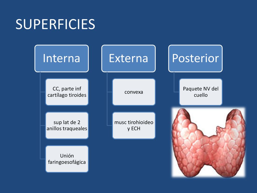 SUPERFICIES Interna Externa Posterior CC, parte inf cartílago tiroides