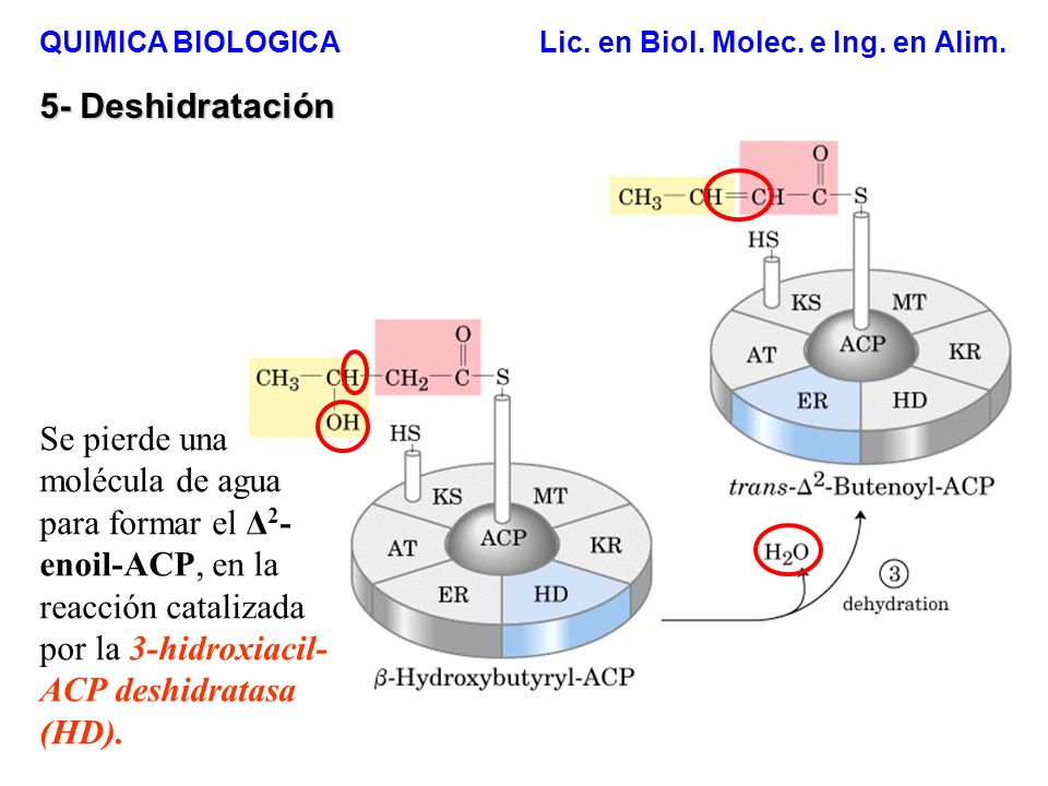 QUIMICA BIOLOGICA Lic. en Biol. Molec. e Ing. en Alim.