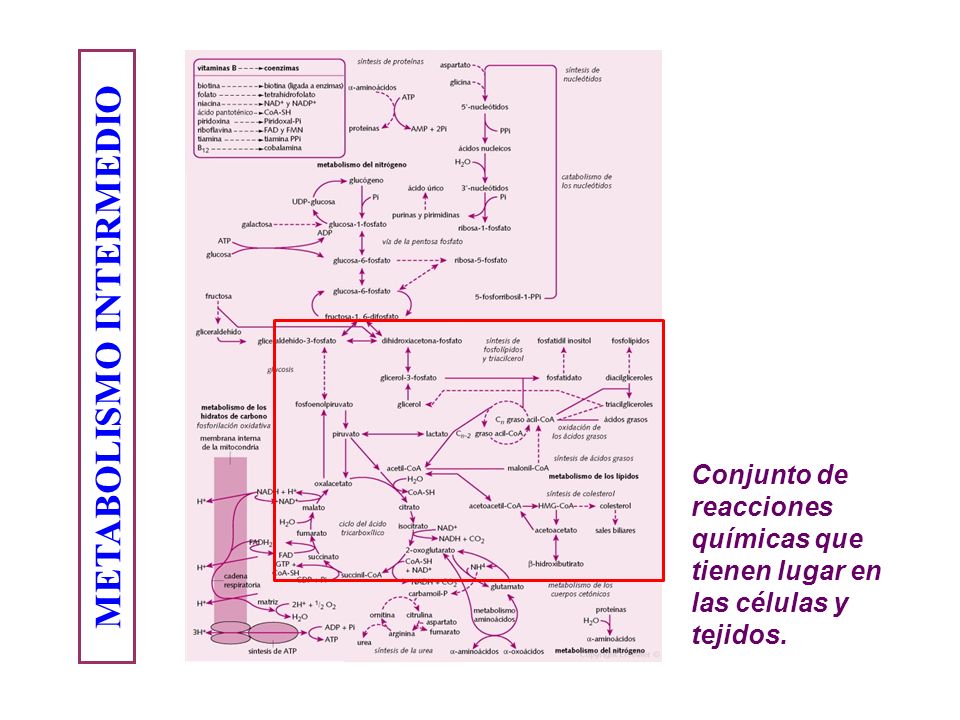 METABOLISMO INTERMEDIO