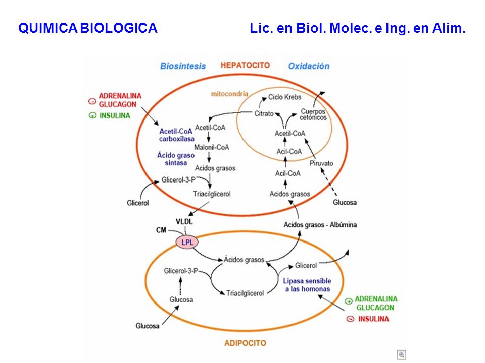 QUIMICA BIOLOGICA Lic. en Biol. Molec. e Ing. en Alim.