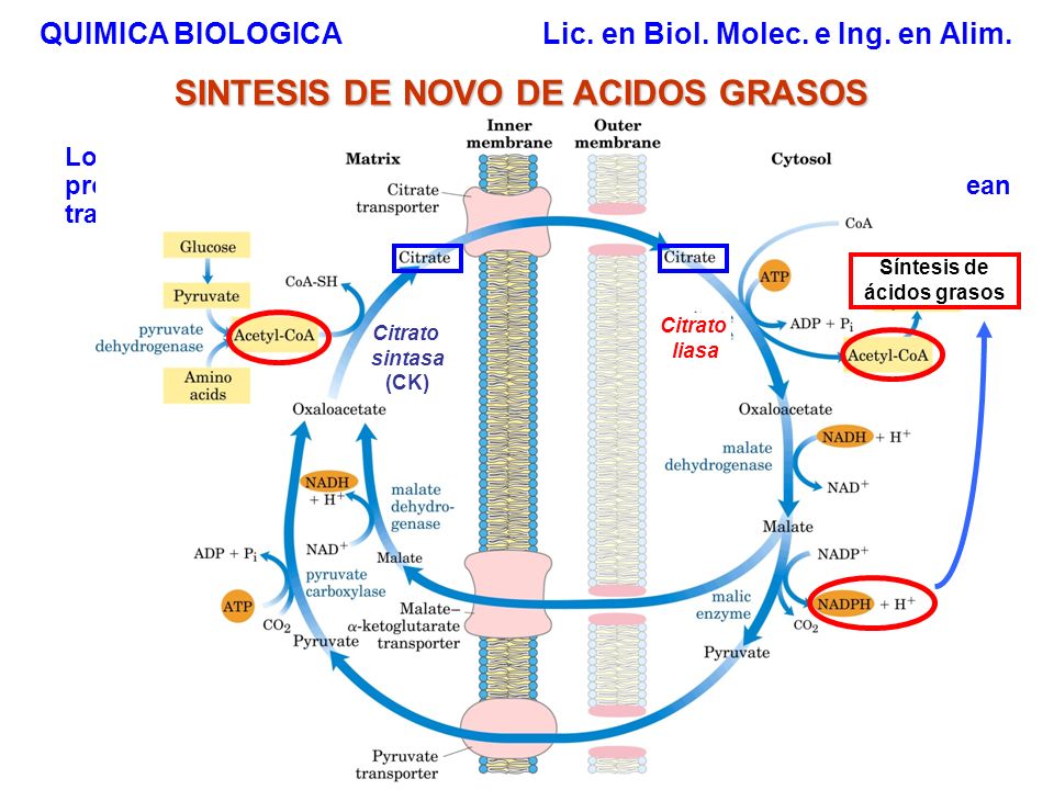 SINTESIS DE NOVO DE ACIDOS GRASOS Síntesis de ácidos grasos