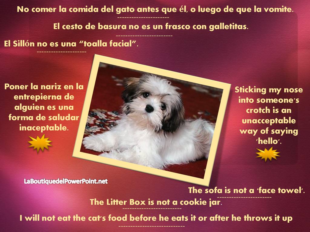 No comer la comida del gato antes que él, o luego de que la vomite.