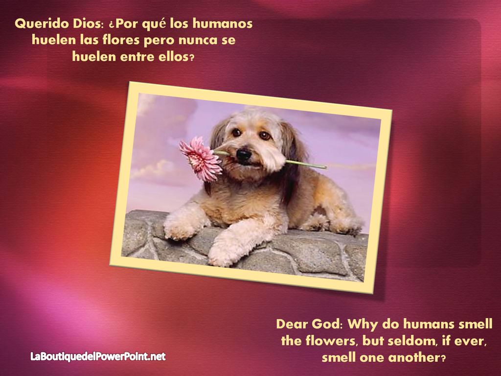 Querido Dios: ¿Por qué los humanos huelen las flores pero nunca se huelen entre ellos