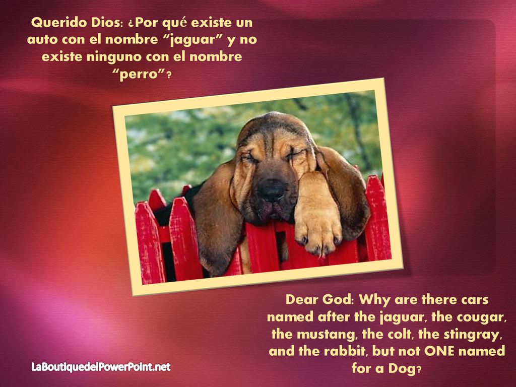 12/1/ :14 AM Querido Dios: ¿Por qué existe un auto con el nombre jaguar y no existe ninguno con el nombre perro