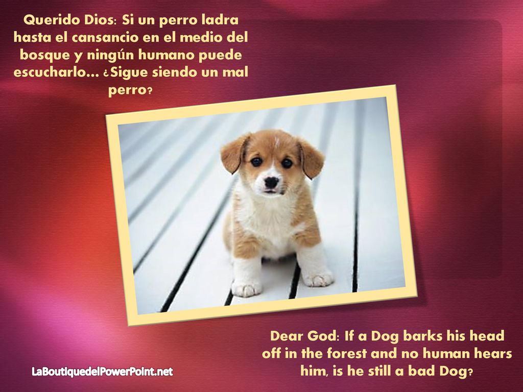 Querido Dios: Si un perro ladra hasta el cansancio en el medio del bosque y ningún humano puede escucharlo… ¿Sigue siendo un mal perro